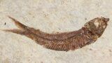 Small Knightia Fossil Fish - Wyoming #41036-1